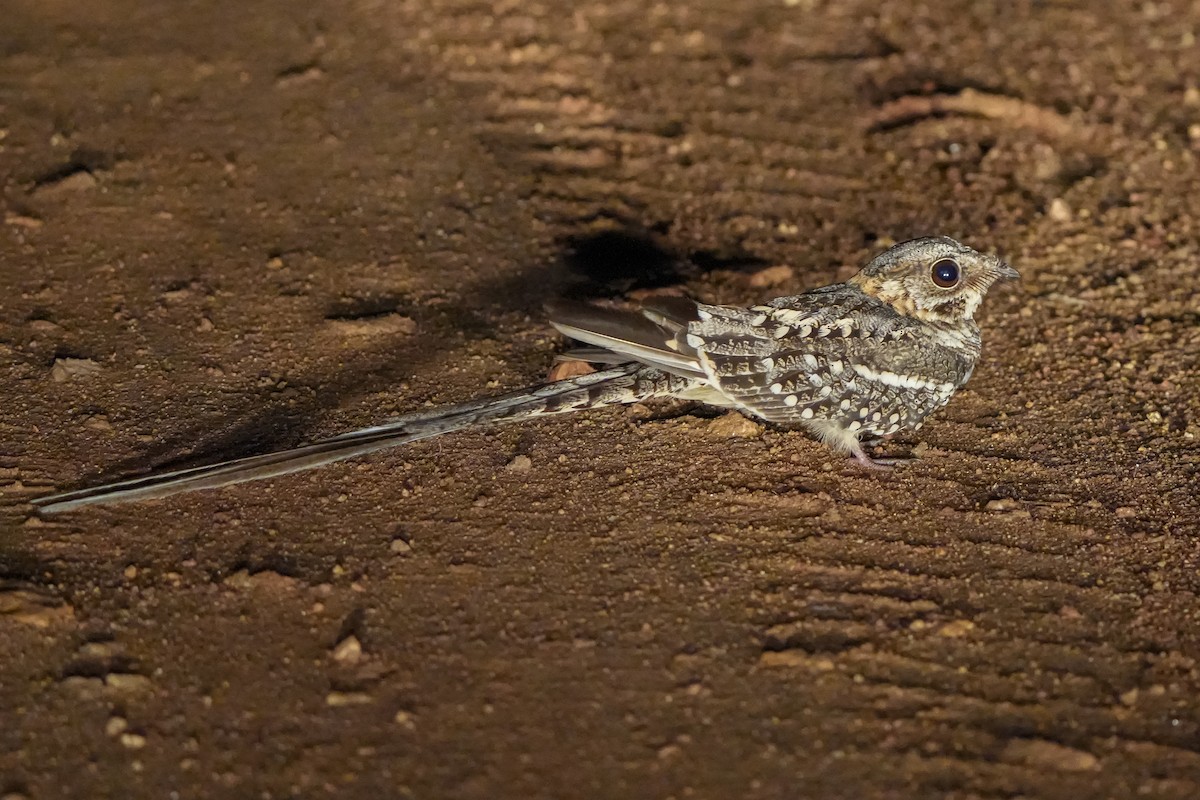 Scissor-tailed Nightjar - Luis Piñeyrua