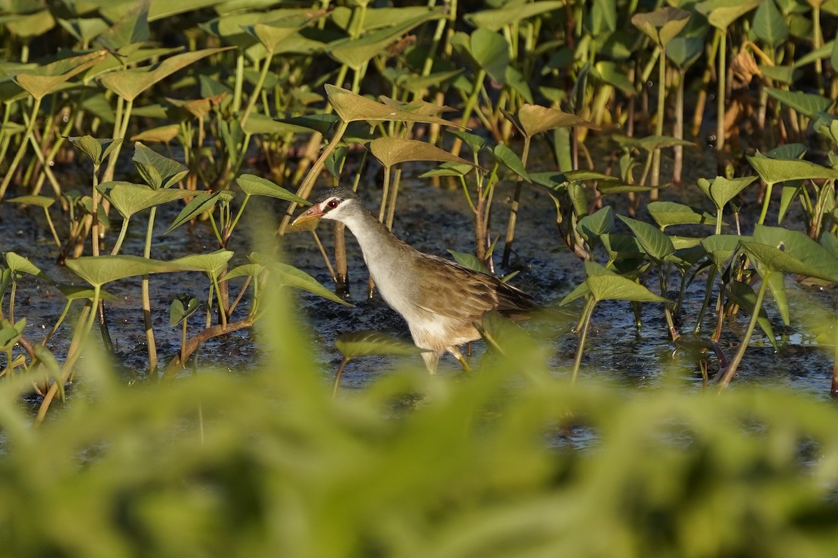 White-browed Crake - ML625074929