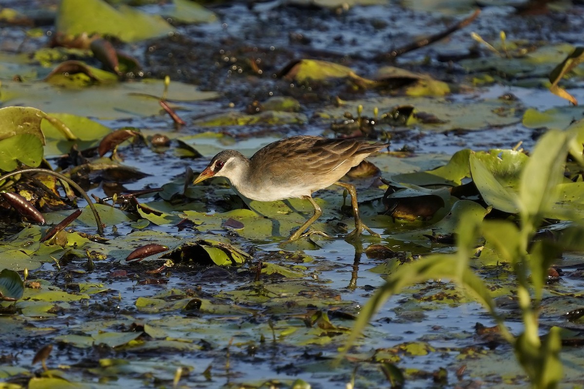 White-browed Crake - ML625074930