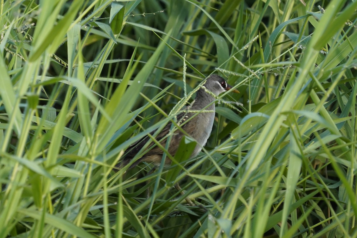 White-browed Crake - ML625074931