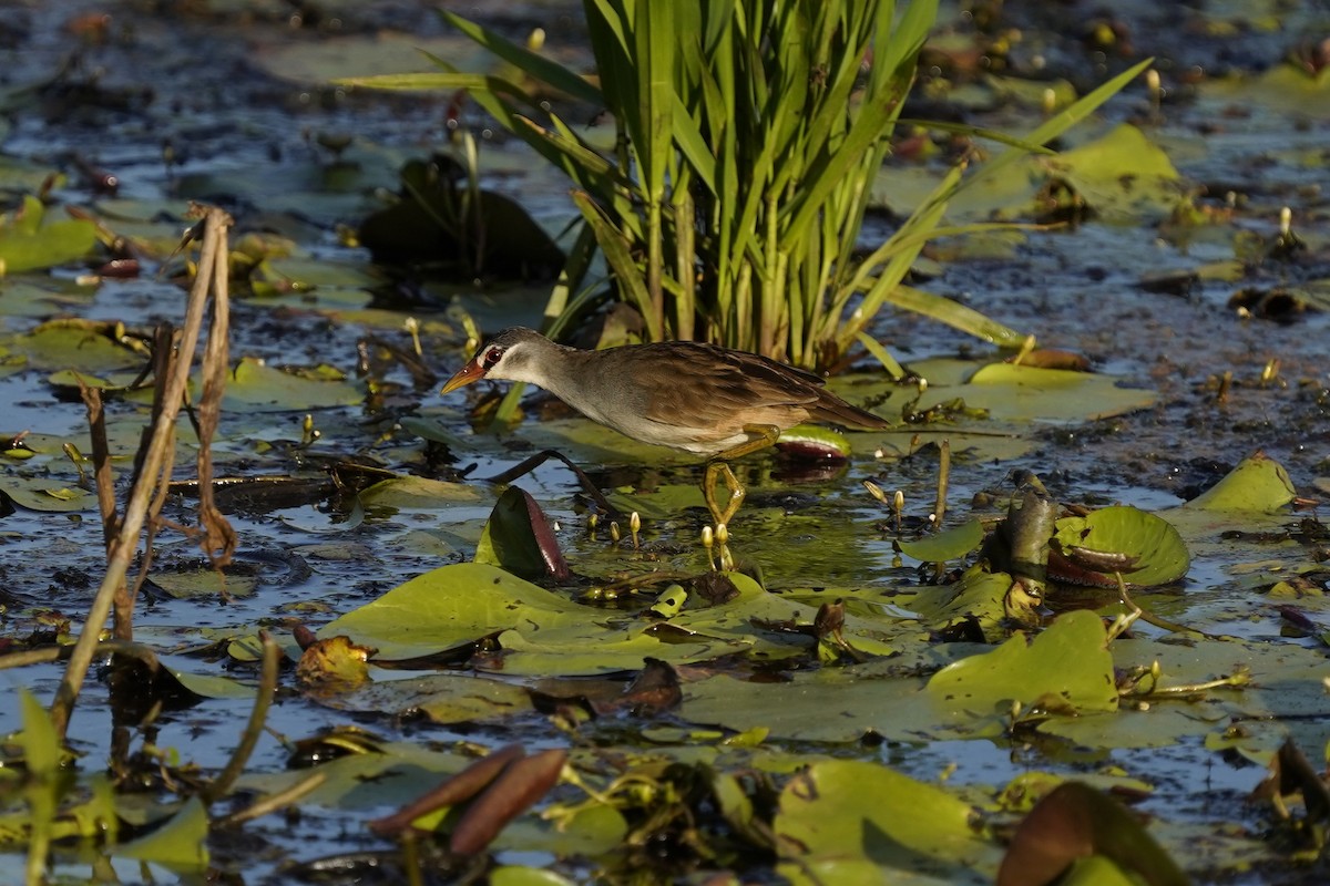 White-browed Crake - ML625074932