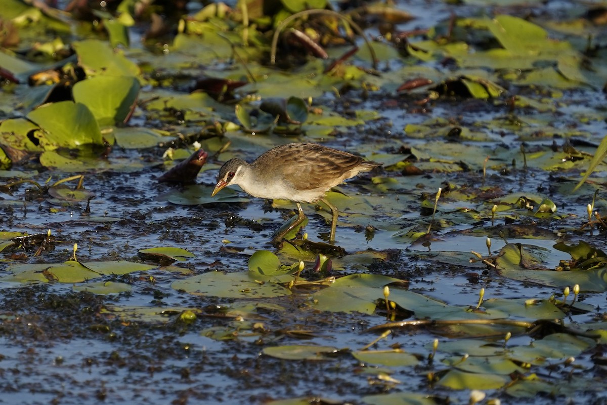 White-browed Crake - ML625074933