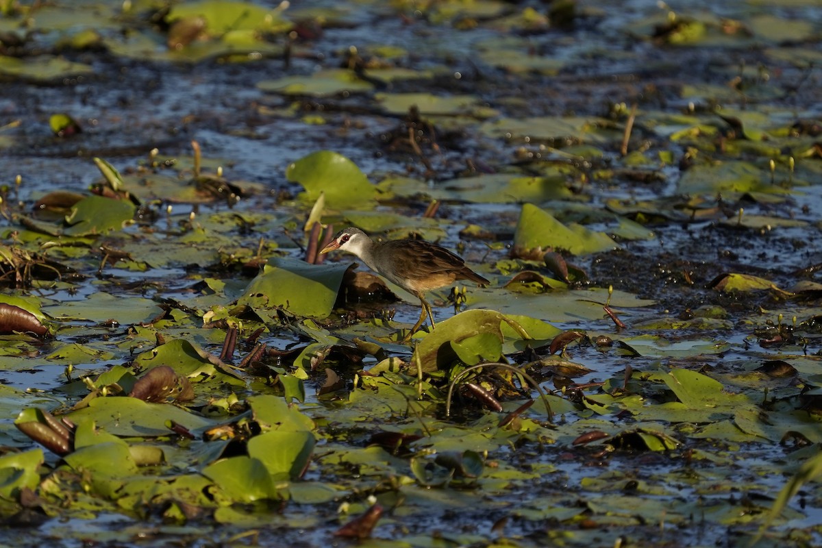 White-browed Crake - ML625074934