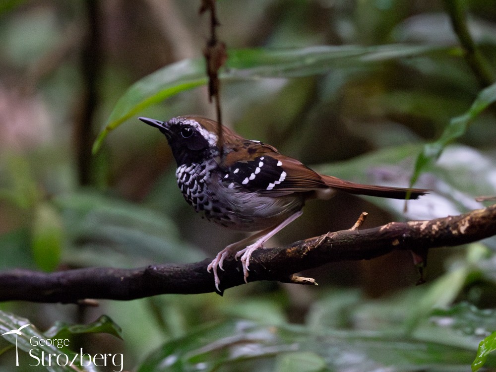 Squamate Antbird - George Strozberg