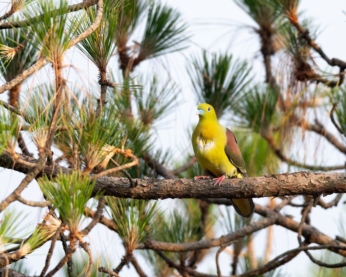 Wedge-tailed Green-Pigeon - ML625075114