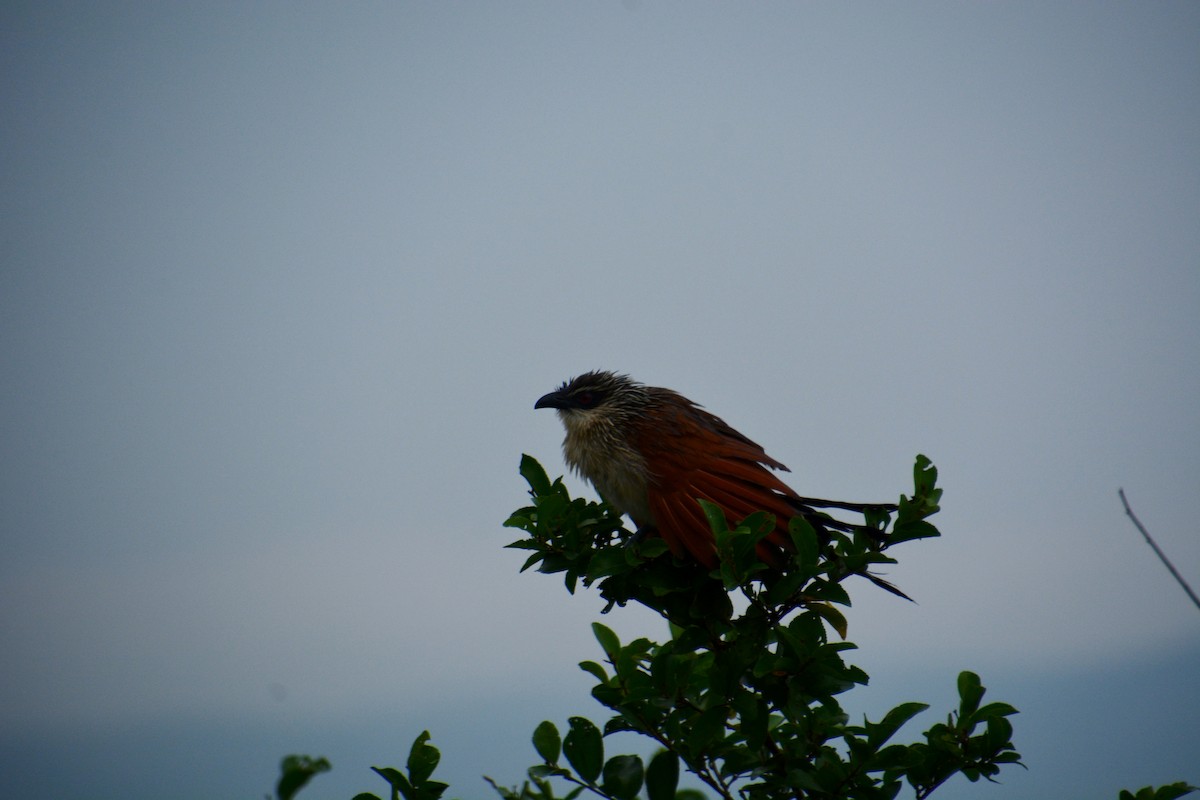 White-browed Coucal - ML625075129