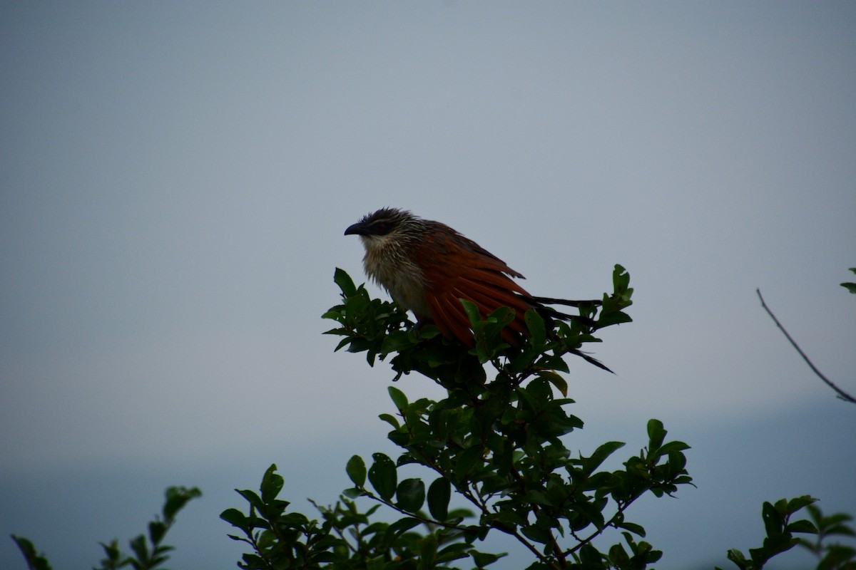 White-browed Coucal - Katie Dustman