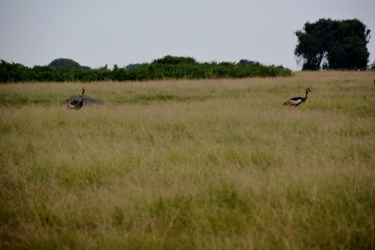 Gray Crowned-Crane - Katie Dustman