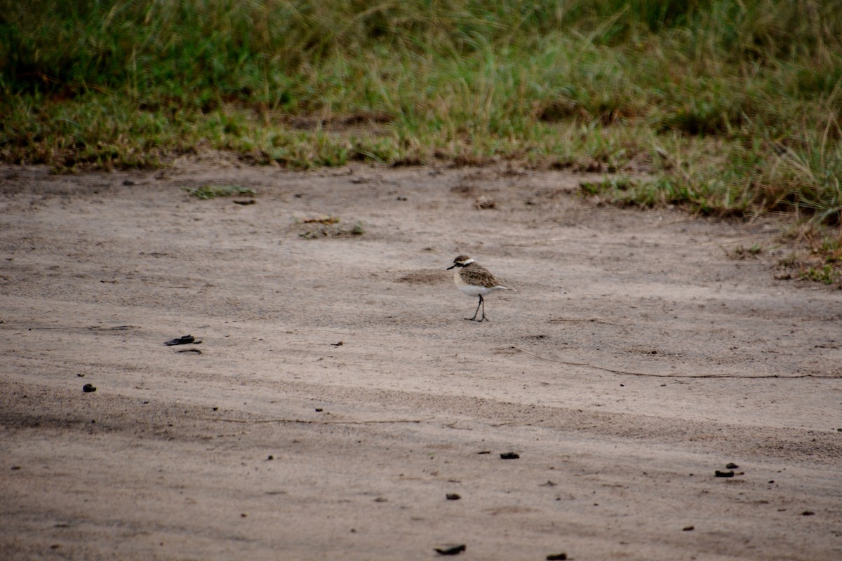 Kittlitz's Plover - Katie Dustman