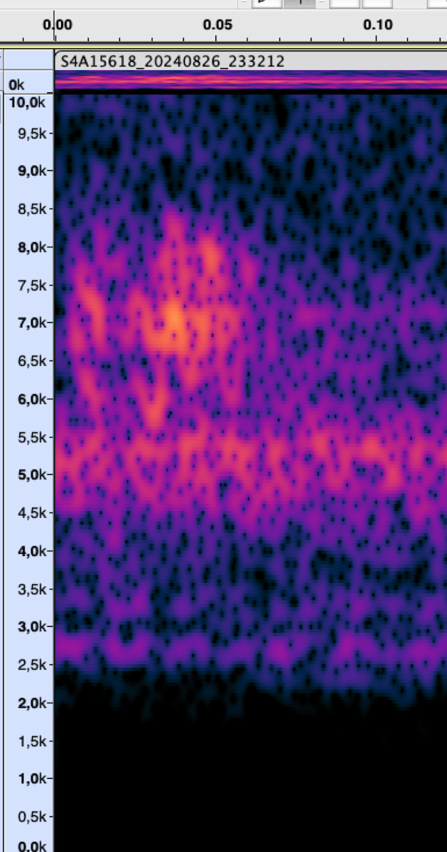 new world warbler sp. - ML625075163