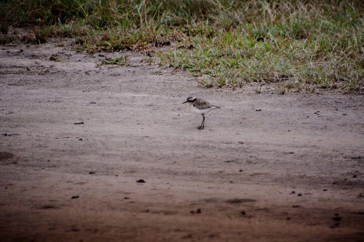 Kittlitz's Plover - ML625075172