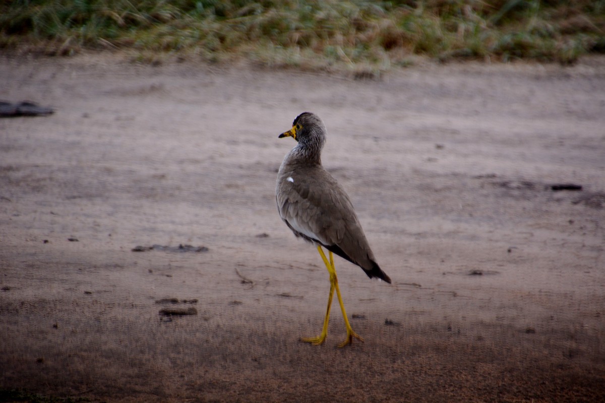 Wattled Lapwing - ML625075175