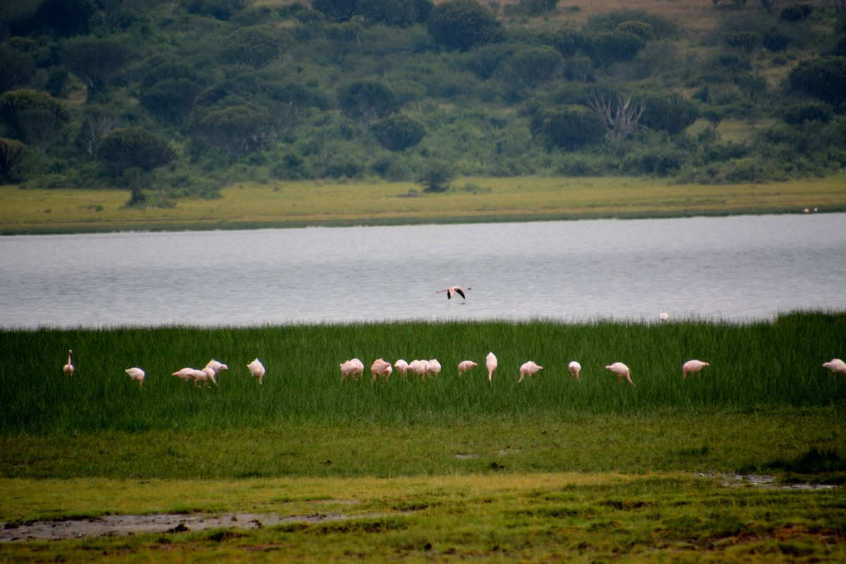 Lesser Flamingo - Katie Dustman