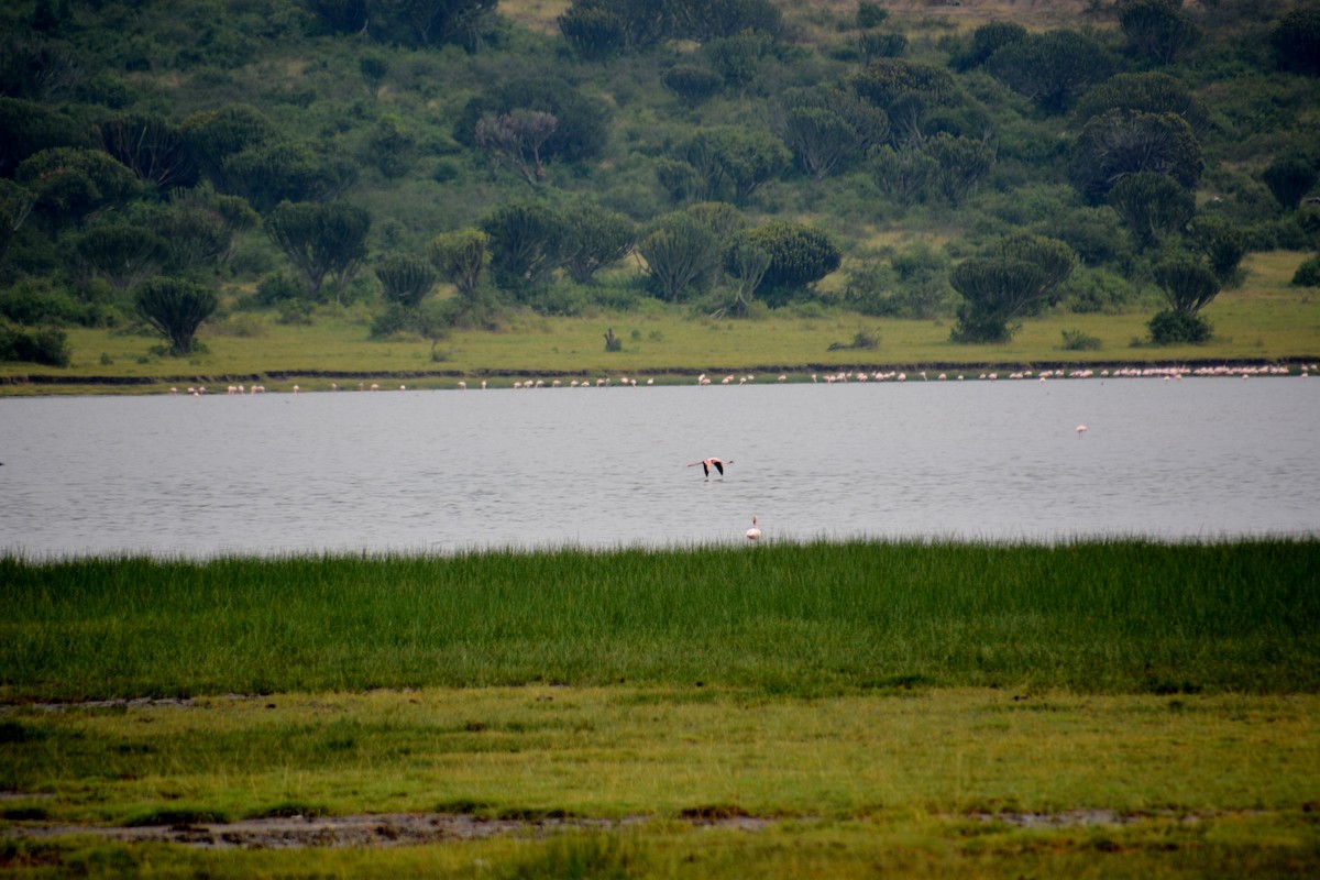 Lesser Flamingo - Katie Dustman