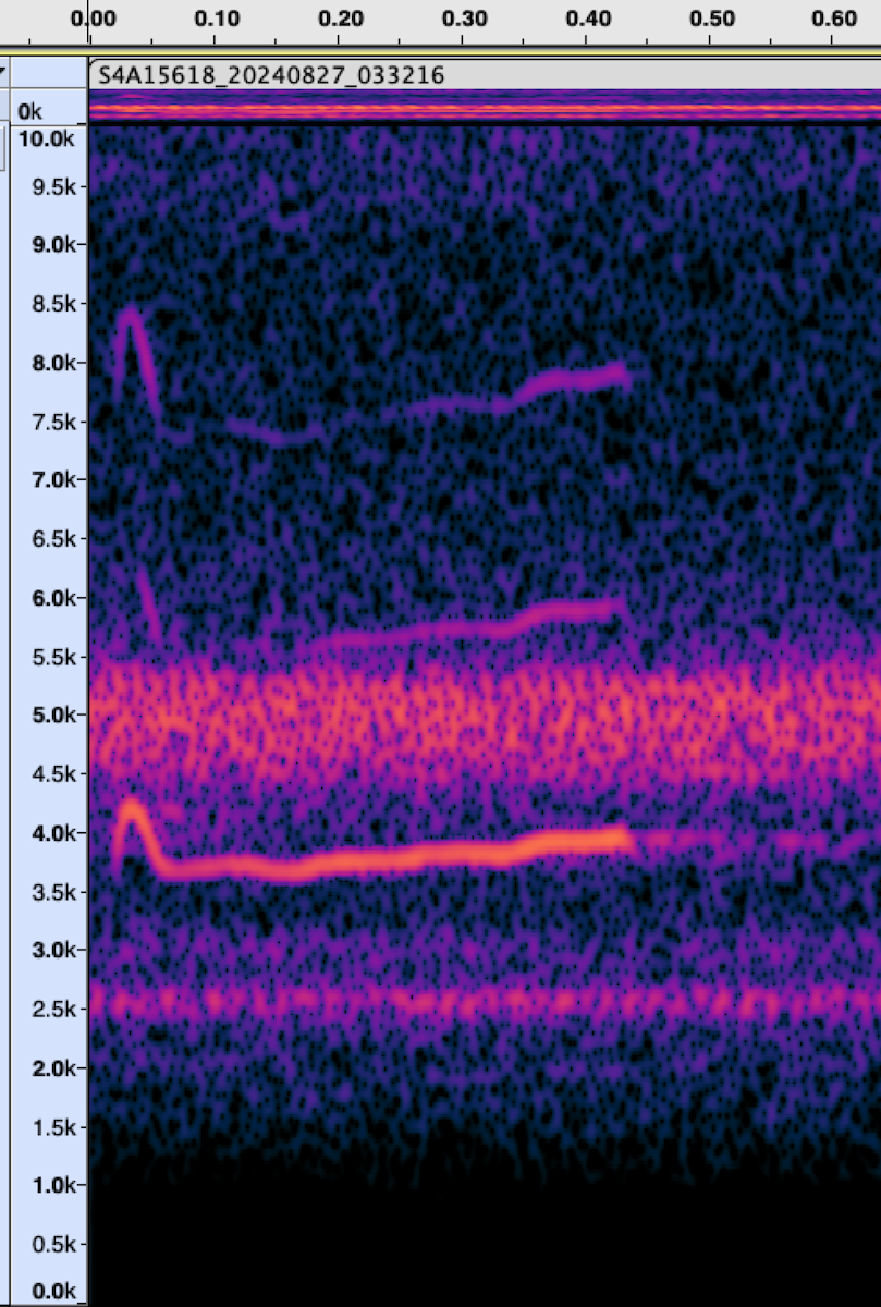 Killdeer - ML625075223