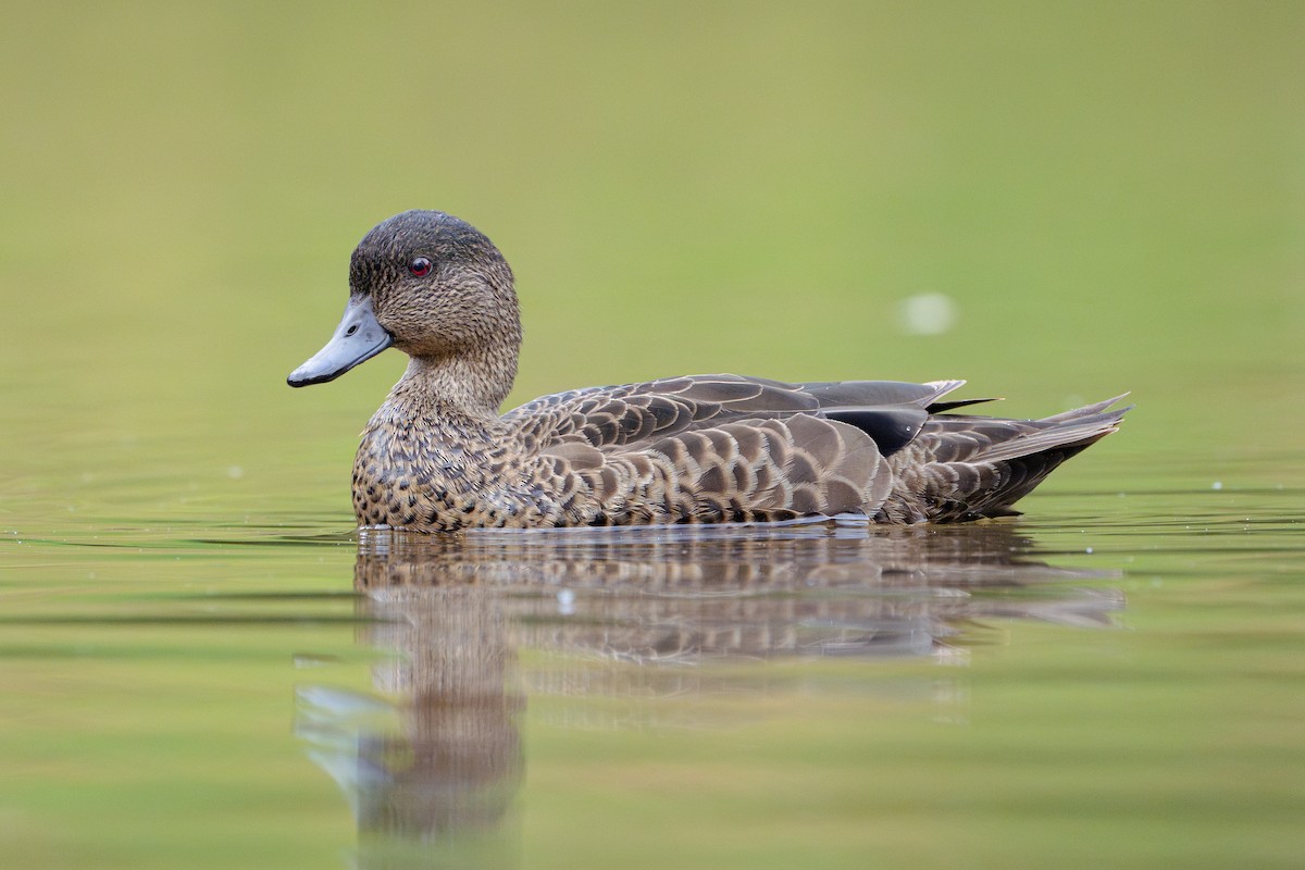 Chestnut Teal - ML625075242