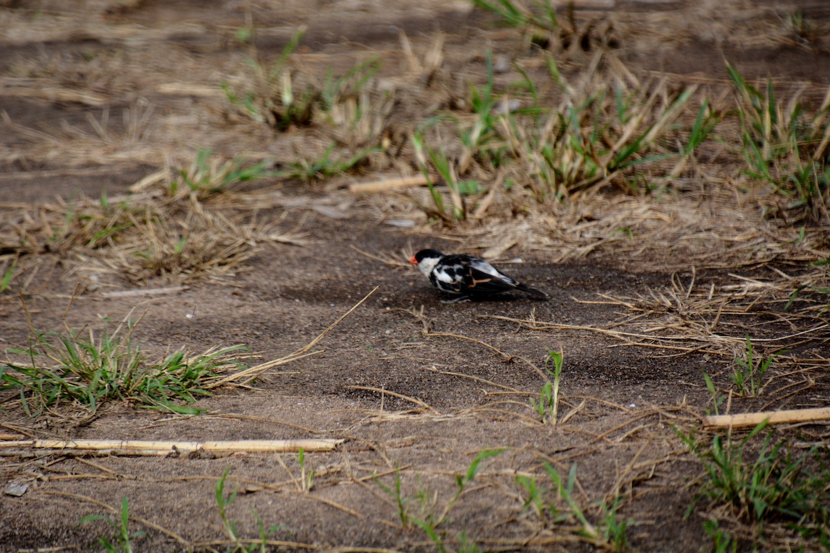 Pin-tailed Whydah - ML625075293