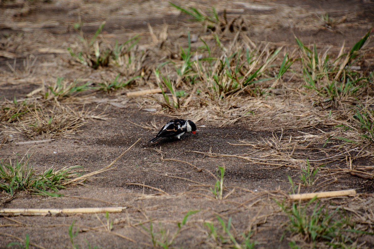 Pin-tailed Whydah - ML625075294