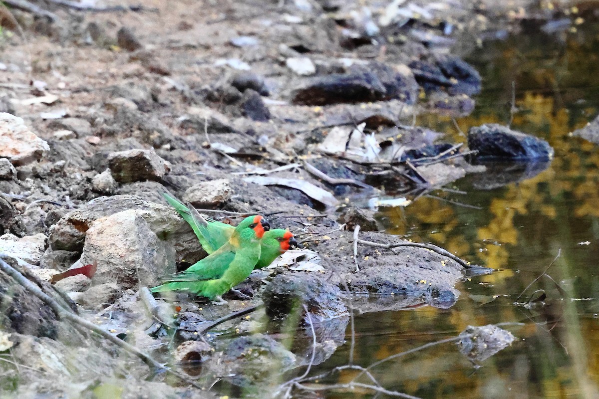 Little Lorikeet - ML625075300