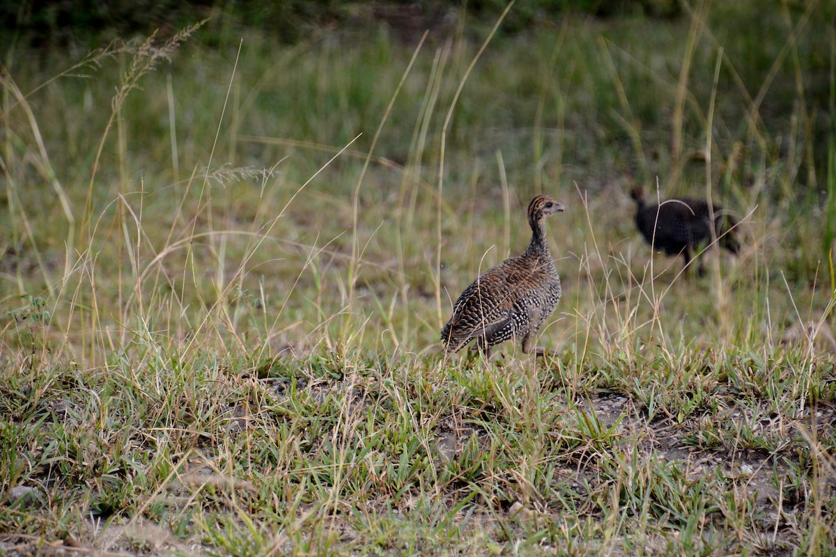 Helmeted Guineafowl - Katie Dustman