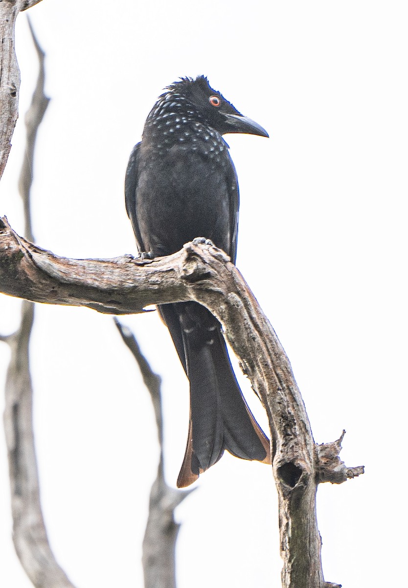 Spangled Drongo - ML625075317