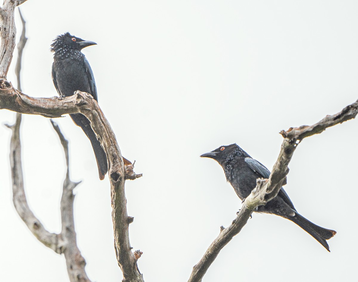 Spangled Drongo - ML625075318