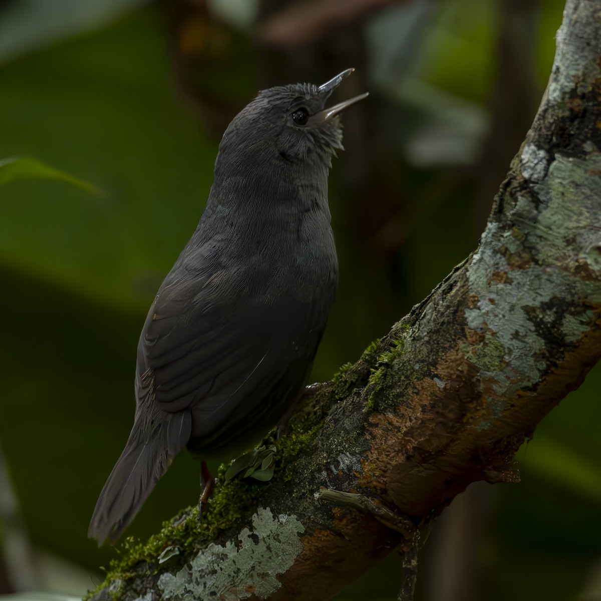 Diamantina Tapaculo - ML625075320