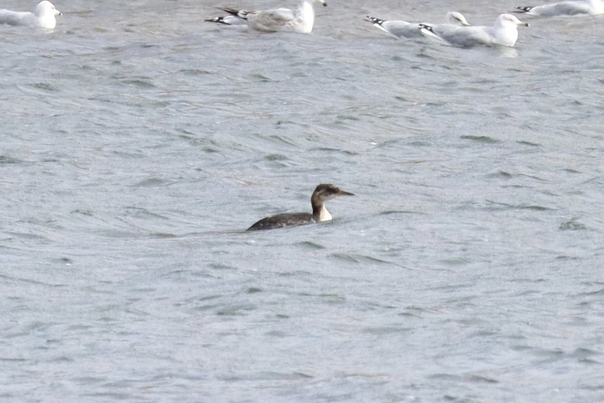 Red-necked Grebe - ML625075524