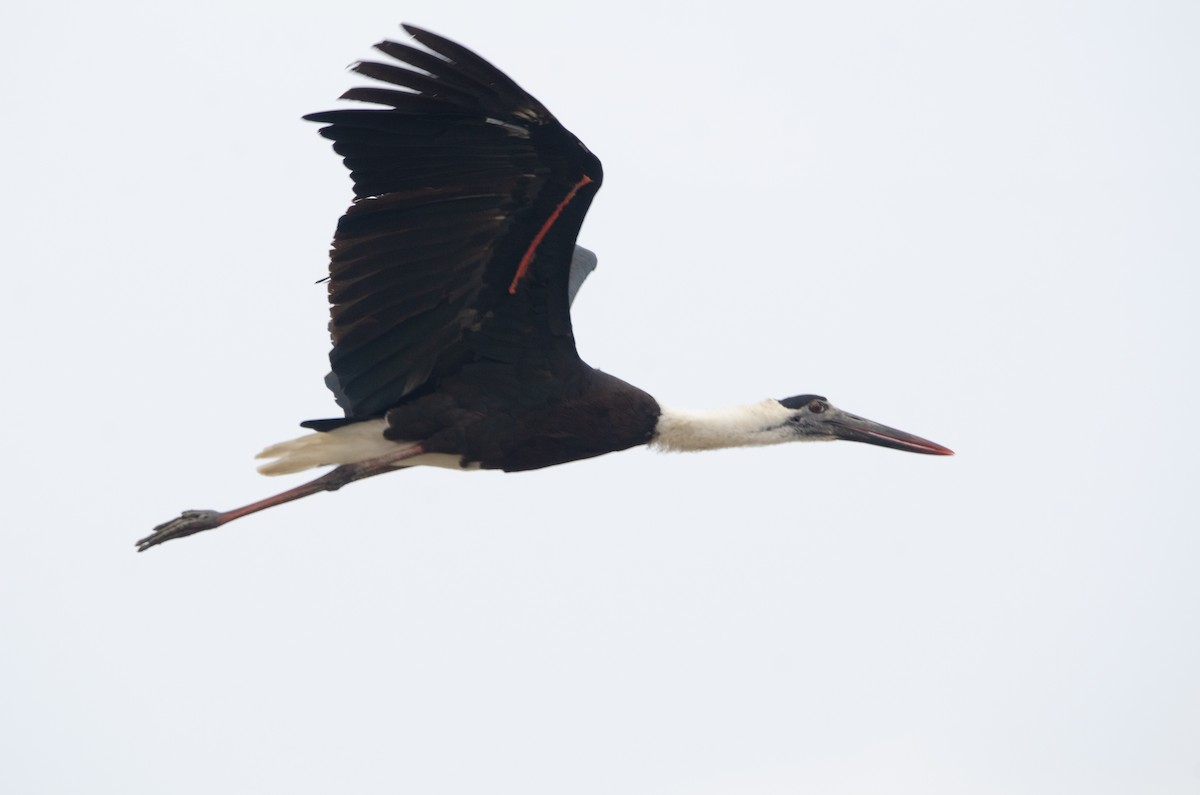 Asian Woolly-necked Stork - ML625075530