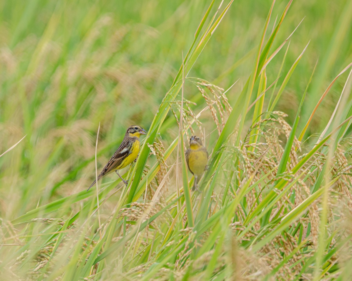 Yellow-breasted Bunting - ML625075537