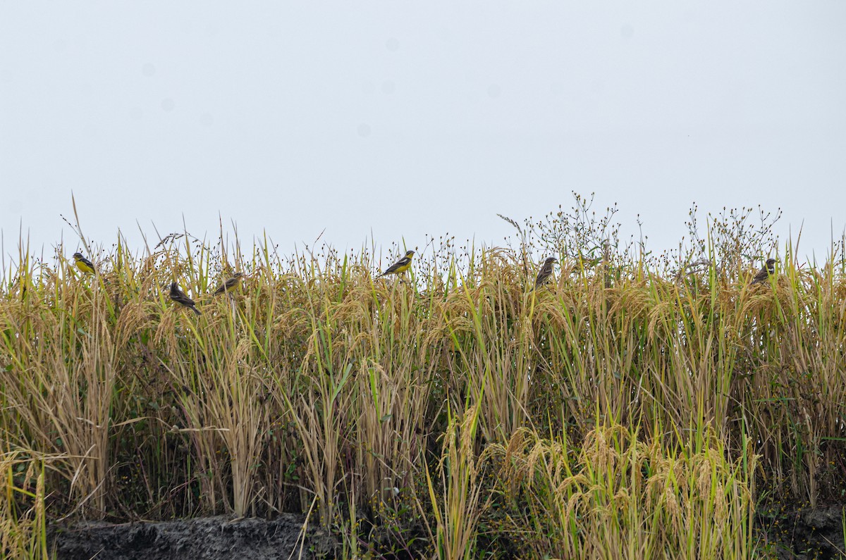 Yellow-breasted Bunting - ML625075538