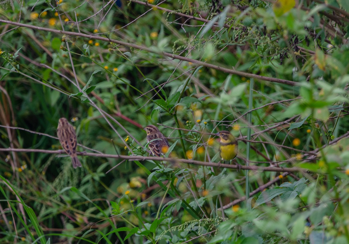 Yellow-breasted Bunting - ML625075539