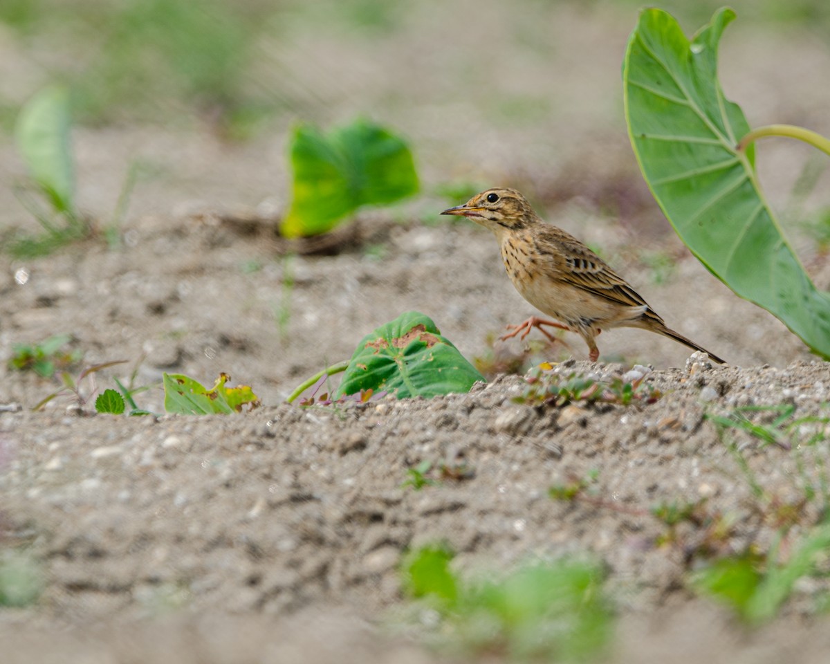 pipit sp. - ML625075544