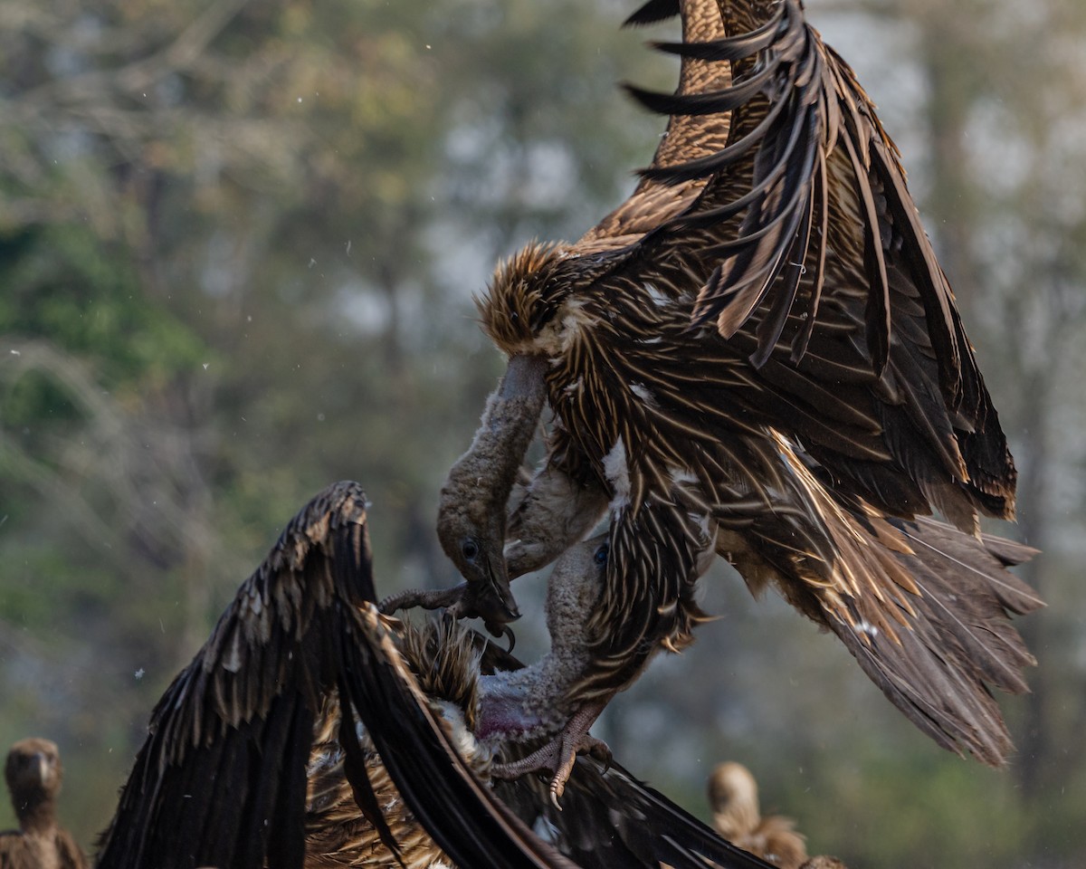 pipit sp. - ML625075546