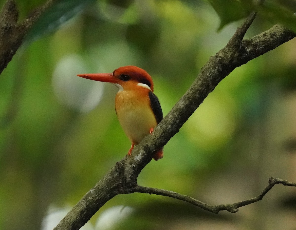 Black-backed Dwarf-Kingfisher - ML625075707