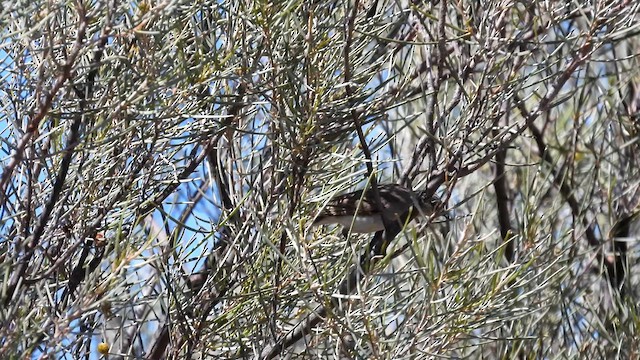 Gray Honeyeater - ML625075722