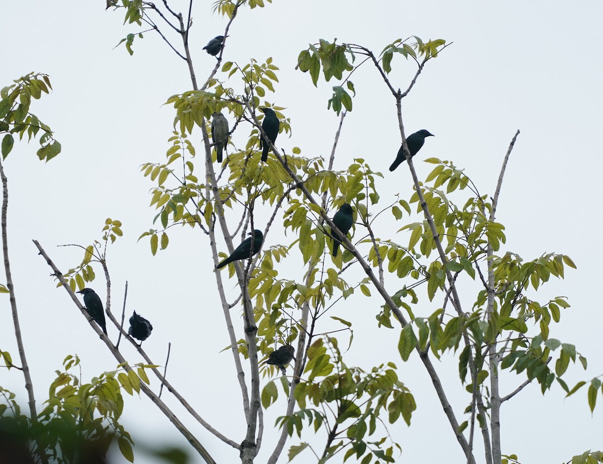 Asian Glossy Starling - ML625075724