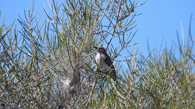 Gray Honeyeater - ML625075725