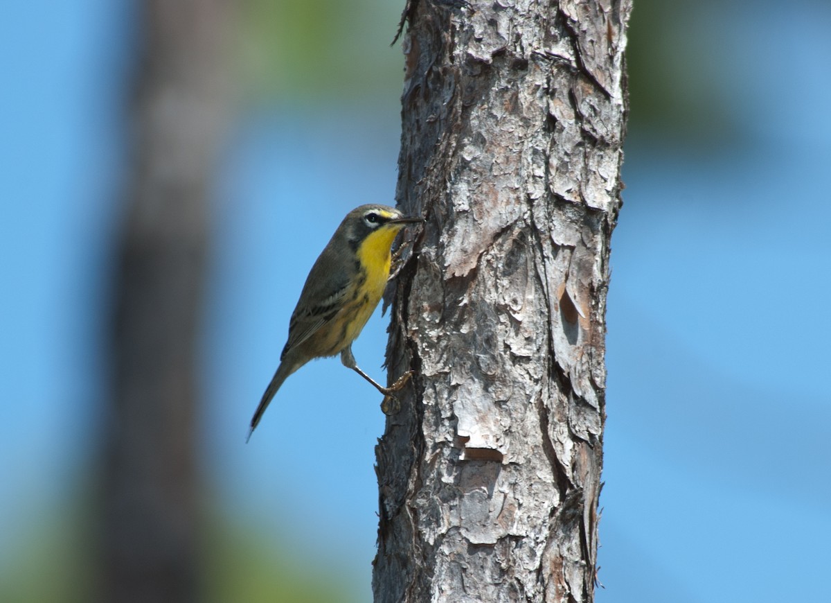 Bahama Warbler - ML625075769