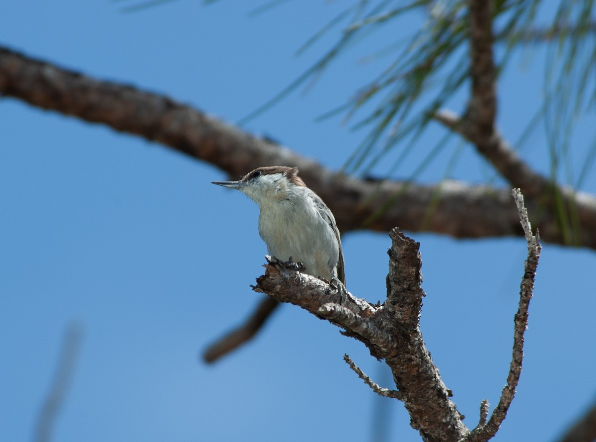 Bahama Nuthatch - ML625075786