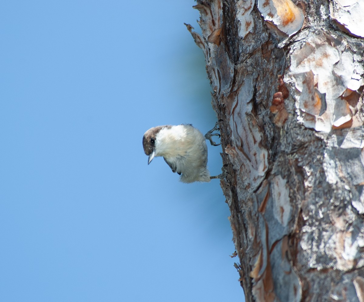 Bahama Nuthatch - ML625075788