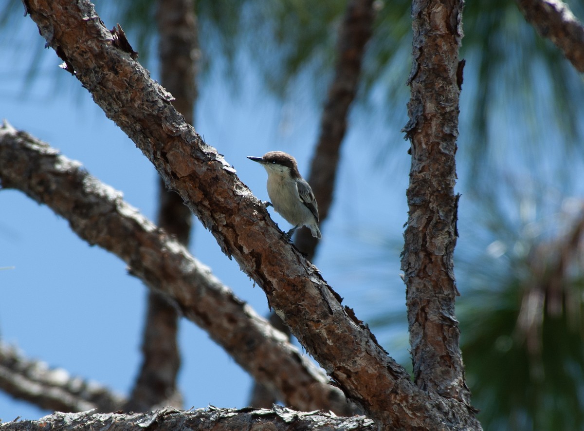 Bahama Nuthatch - ML625075789