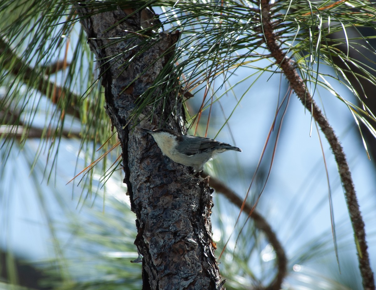 Bahama Nuthatch - ML625075790