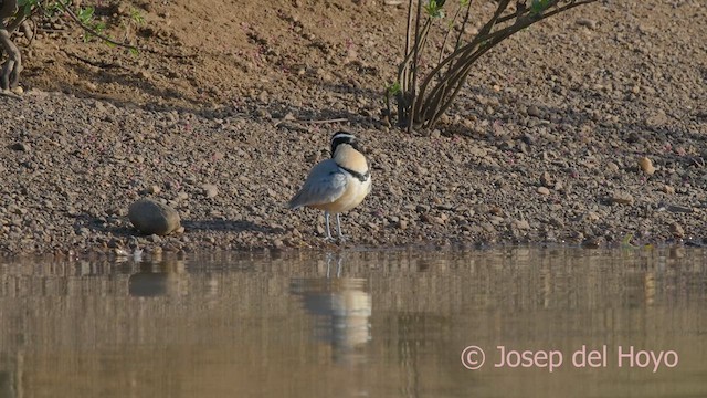 Egyptian Plover - ML625075791