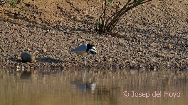Egyptian Plover - ML625075792