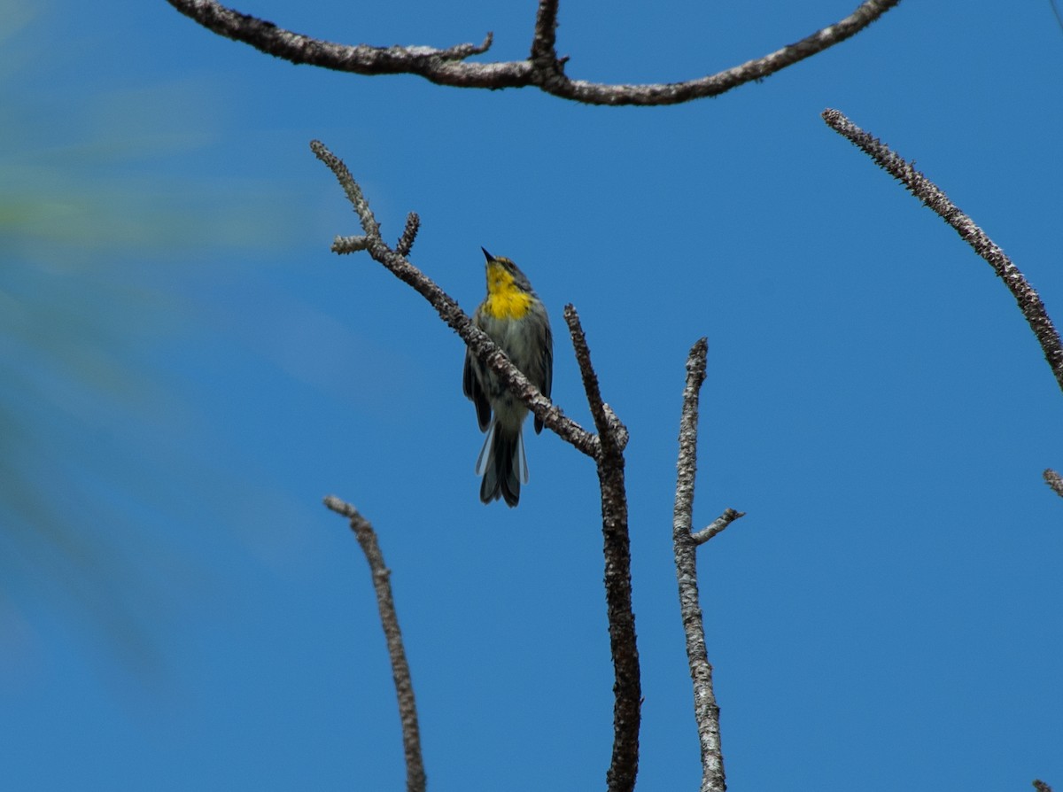 Olive-capped Warbler - ML625075797