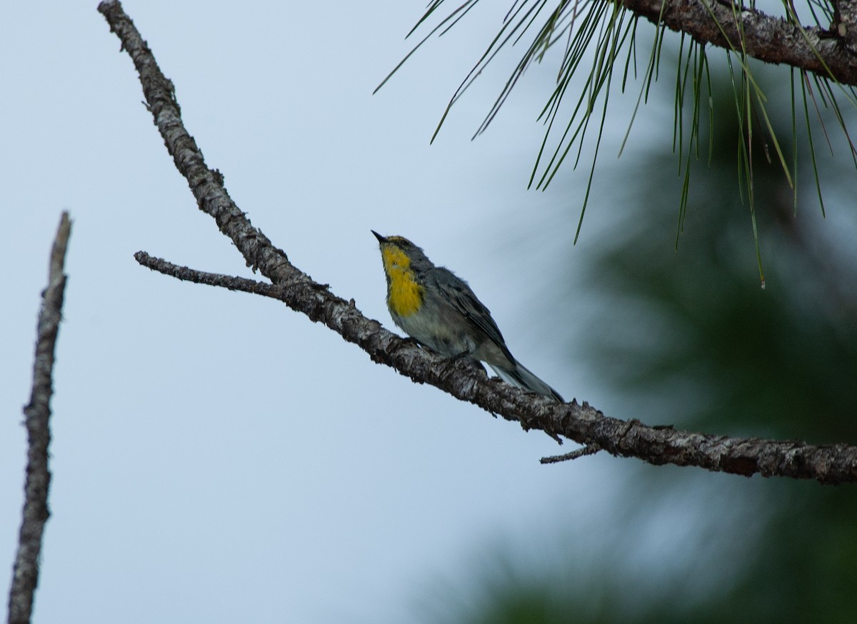 Olive-capped Warbler - ML625075798