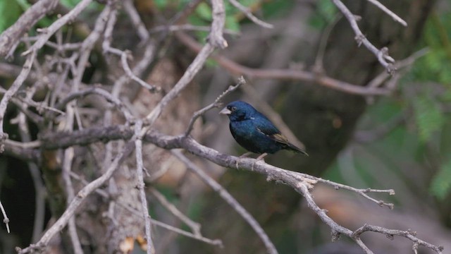 Blue-black Grassquit - ML625075800