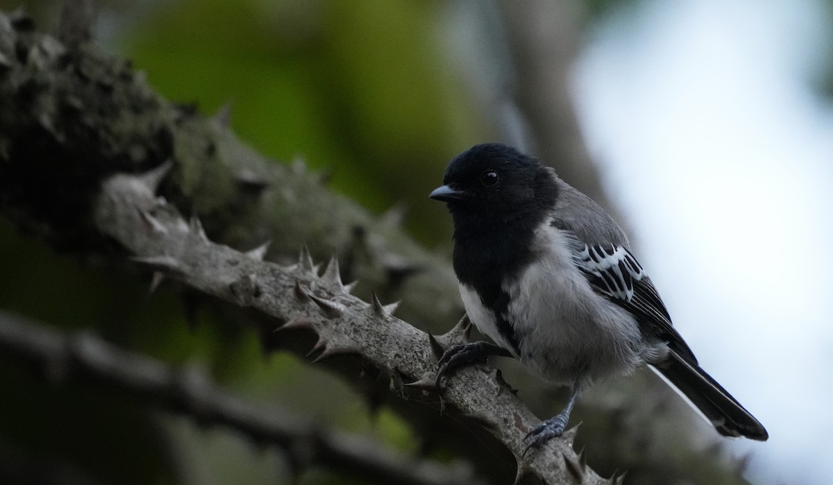 Mésange à ventre strié - ML625075812