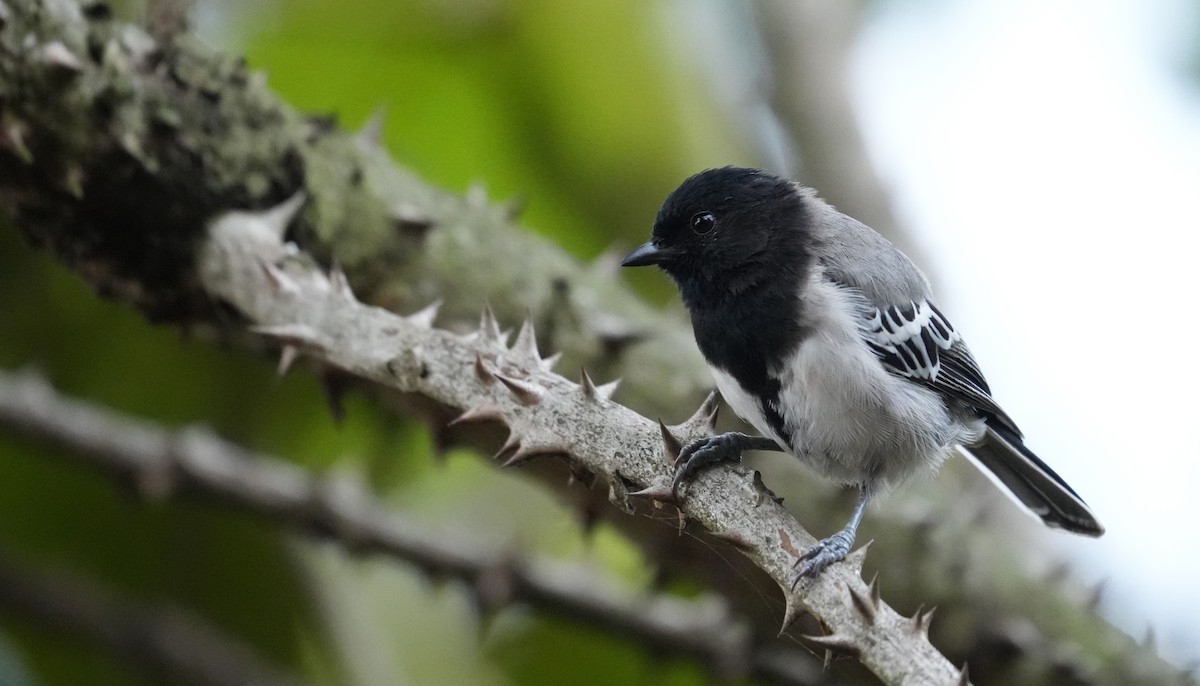 Mésange à ventre strié - ML625075818